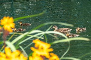 Grounds- click for photo gallery